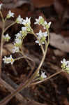 Early saxifrage